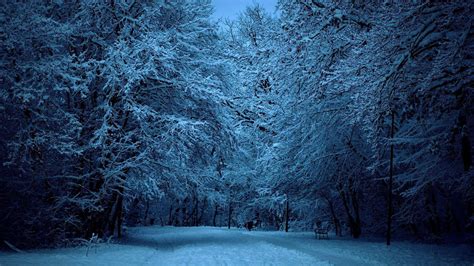 winter forest wallpapers night wallpaper cave