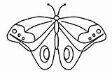 Kupu Mewarnai Sketsa Hewan Binatang Putih Mudah Diwarnai Kumpulan Menggambar Sederhana Populer Paling Serangga Kunjungi Papan sketch template