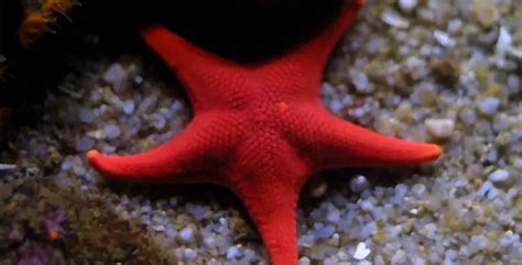 marine starfish fish breeds information  pictures  saltwater