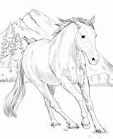 Coloring Paint American Horse Pages Printable Supercoloring Horses Kids Adult Print Colouring Cool Books Beautiful Categories Baby Animal sketch template