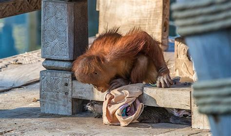 orangutans befriend  romp  otters  belgian zoo lonely planet