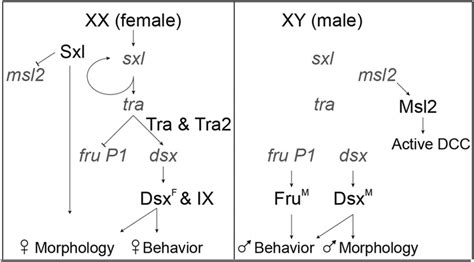 drosophila sex determination hierarchy in drosophila differences in
