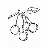 Cherry Cherries sketch template