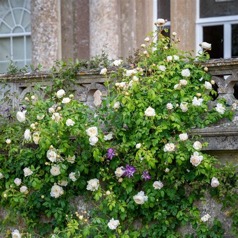 claire austin english climbing rose david austin roses