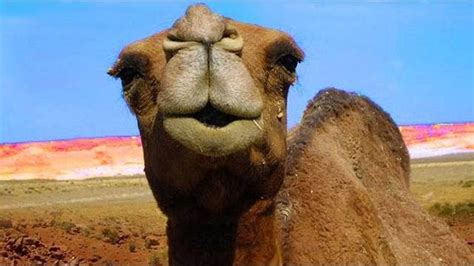 Hump Day Cancelled This Camel Is To Blame