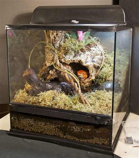 naturalistic terrarium built   tomato frog habitat learn