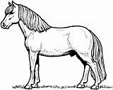 Pferd Seitlich Stehendes Malvorlage Ausmalbild sketch template