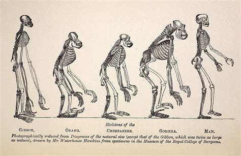 1863 huxley from ape to man evolution photograph by paul d stewart