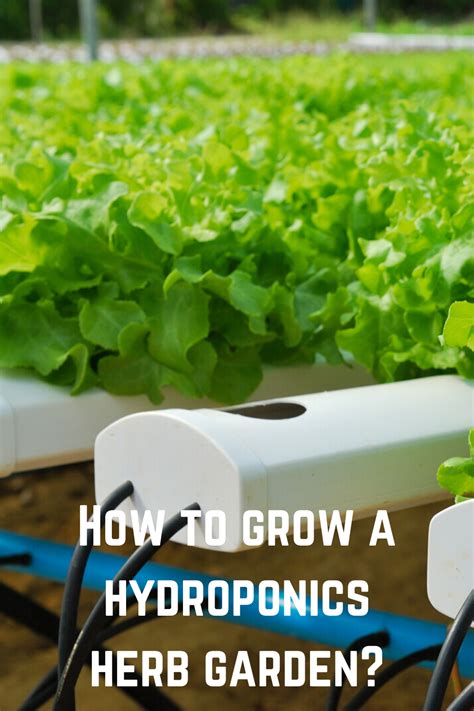 grow  hydroponics herb garden hydroponic herb garden