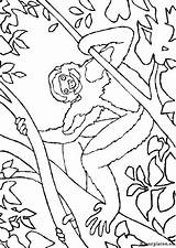Kleurplaat Apen Kleurplaten Monkey Affen Coloriages Monkeys Mewarnai Malvorlagen Singe Animierte Monyet Singes Malvorlage Affe Bergerak Scimmie Kleurplaatjes Downloaden Uitprinten sketch template