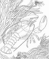 Coloring Pages Crawfish Crayfish Crawdad Printable Color Adult Supercoloring Shrimp Louisiana Drawing Template Crafts Crustacean Sheets Categories Visit Print Freshwater sketch template