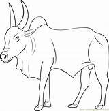 Bull Stier Kangayam Ox Ausmalbild Bulls Designlooter Webstockreview Coloringpages101 sketch template