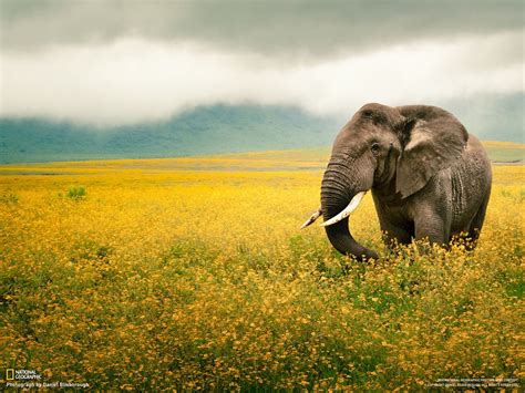 fond decran animaux la nature champ matin faune elephant