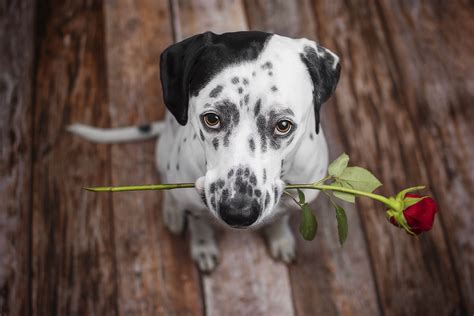 dalmatian dog holding red flower   mouth hd animals  wallpapers images backgrounds