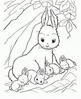 Kaninchen Ausmalbild Letzte Erste sketch template