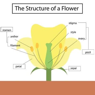 parts   flower facts   parents teachers  students