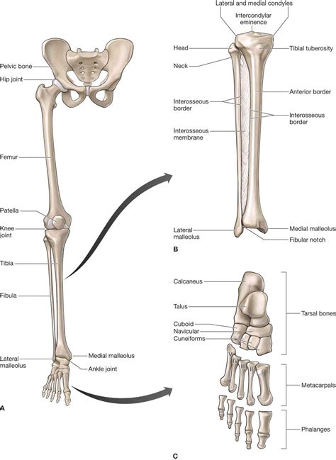 leg ankle  foot musculoskeletal key
