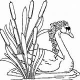 Zwaan Colorat Riet Het Animale Zwanen Cisne Lebede Lac Coloriages Imagini Planse Dunarii Cygnes Coloriage Schwanen Desene Swans Creion Swan sketch template