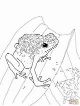 Frog Dart Poison Realistic Supercoloring Frogs sketch template