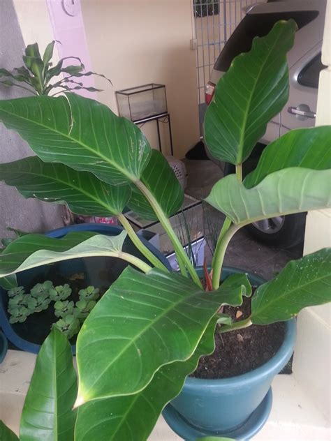philodendron gardener  pictures   philodendrons