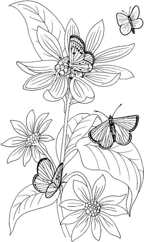 printable butterfly coloring pages  adults  getdrawings