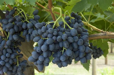 minimum standards  maturity  table grapes  western australia