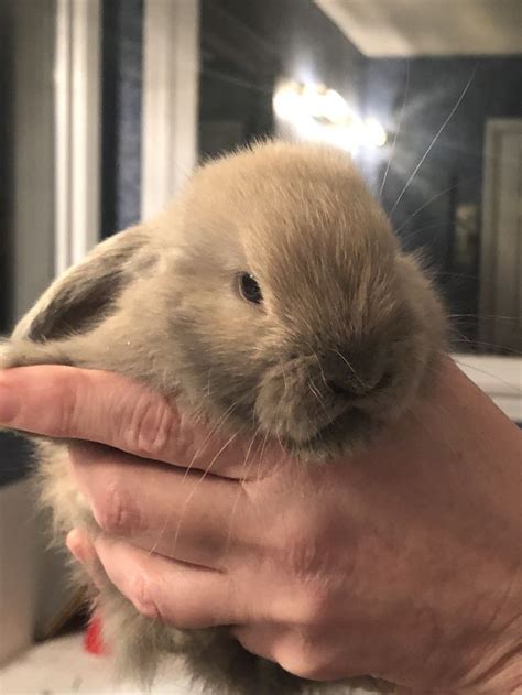 holland lop rabbits for sale frenchmans creek drive triangle nc
