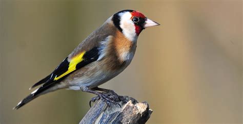 goldfinch wallpapers animal hq goldfinch pictures  wallpapers