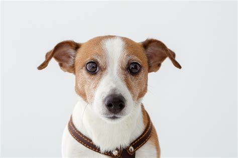 premium photo adorable dog   camera