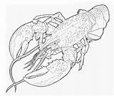 Lobster sketch template