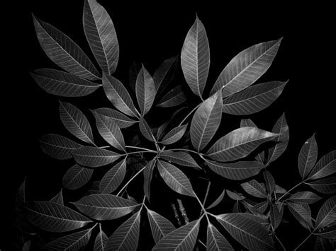 black and white photograph of leaves in the dark
