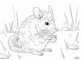 Chinchilla Coloring Tailed Long Pages Chinchillas Printable Supercoloring Animal Colouring Drawing Animals Main Color Super Skip sketch template