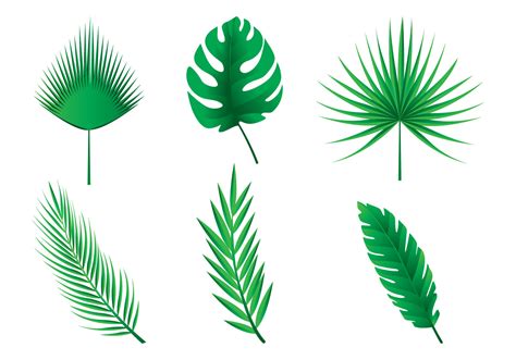 folhas de palmeira vetores  vetores gratis desenhos de vetor