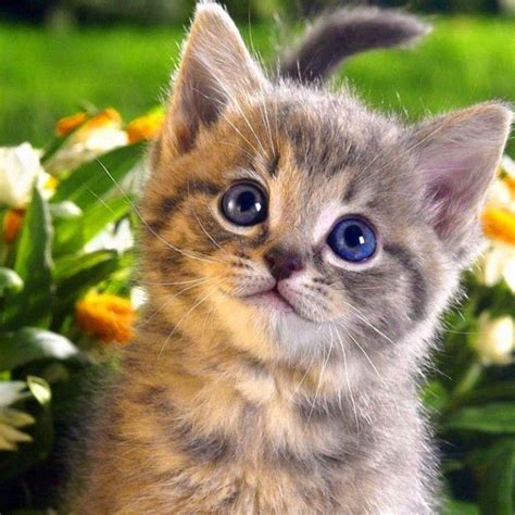 10 latest cat wallpapers free download full hd 1920×1080
