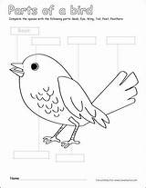 Bird Worksheets Worksheet Cleverlearner Sheets Preschoolers Labeling Anythin Hummingbird sketch template