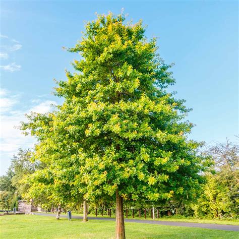 fast growing trees  fill   landscape family handyman