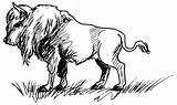 Bison 1206 Animals Coloring Kb sketch template