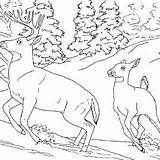 Coloring Pages Snowshoe Printable Winter Animals Hare Color Getdrawings Getcolorings Drawing sketch template