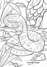Schlange Ausmalbilder Ausmalen Malvorlage Klapperschlange Schlangen Kinderbilder Kaa Malvorlagen Kostenlose Tiere Kinder Giftschlange Verwandt sketch template