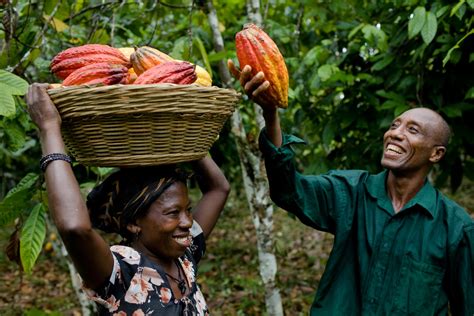 ghana cocoa farmers harness  law  save forests boost yields del