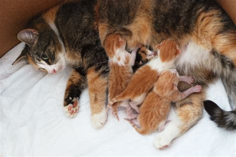 your guide to weaning kittens catster