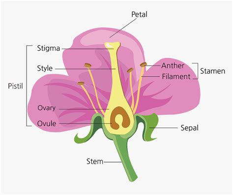 parts   flower diagram   flower fill   blanks hd png