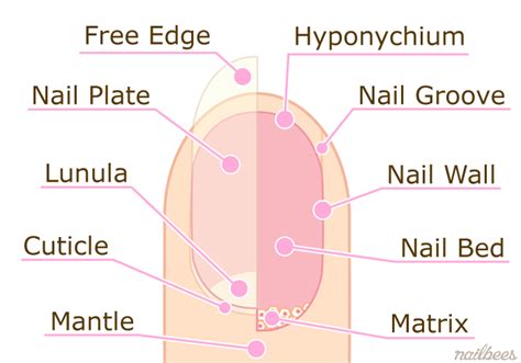 nail structure nailbees