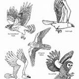 Coloring Animals Groups Prey Birds Vertical Category sketch template