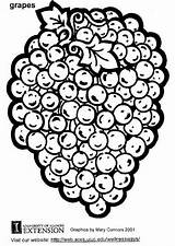 Coloring Grapes Large sketch template