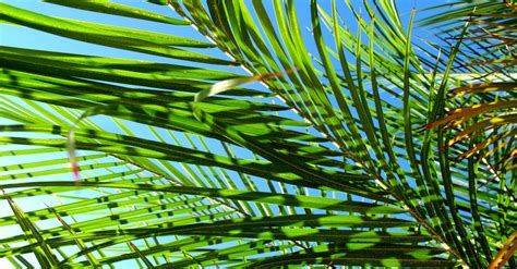 palm sunday bible story  guide