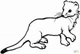 Weasel Coloring Ferret Pages Drawing Tailed Long Stoat Footed Printable Color Template Getcolorings Getdrawings Supercoloring Sprinkler Colorings Print Categories sketch template