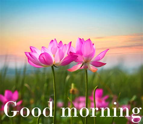 good morning wishes pictures    share