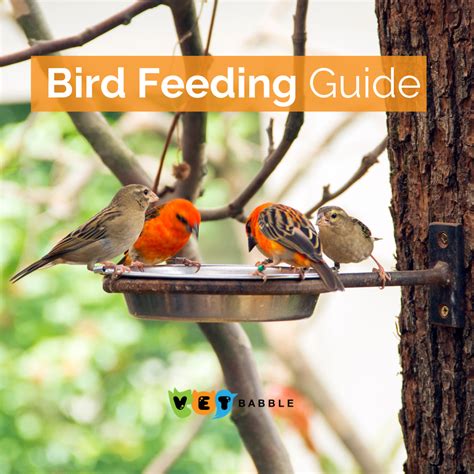 bird feeding  nutrition tips advice vetbabble bird pet bird pet birds