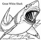 Shark Coloring Boy Pages Getcolorings sketch template